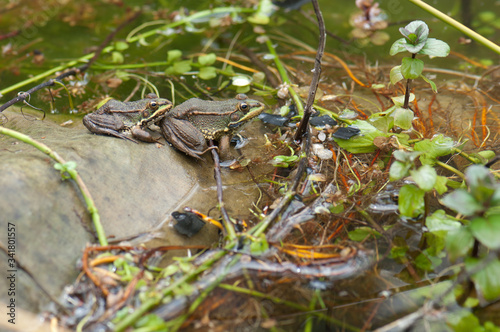 Perez's frogs Pelophylax perezi in a pond. La Lajilla. The Nublo Rural Park. Aldea de San Nicolas de Tolentino. Gran Canaria. Canary Islands. Spain.