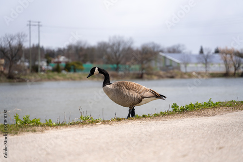 Image of a Canada goose walking on the riverside 