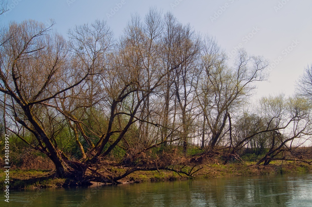 Obraz premium Herbst, Winter, Frühling kahle Bäume am Fluss