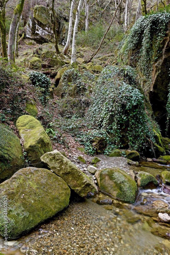Stones covered with moss and ivy in a subtropical mountain gorge Stones covered with moss and ivy in a subtropical mountain gorge
