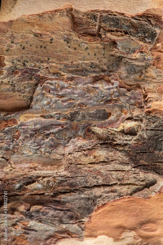 Natural dark wooden bark of tree texture background, vertical