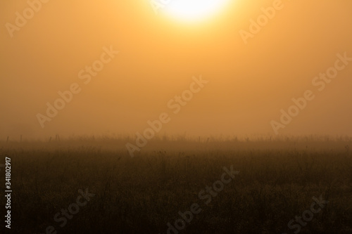 Foggy Sunrise On Farm, Washington County, Texas, USA
