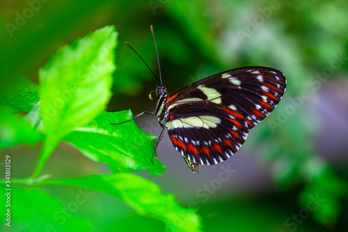 Closeup beautiful butterfly in a summer garden