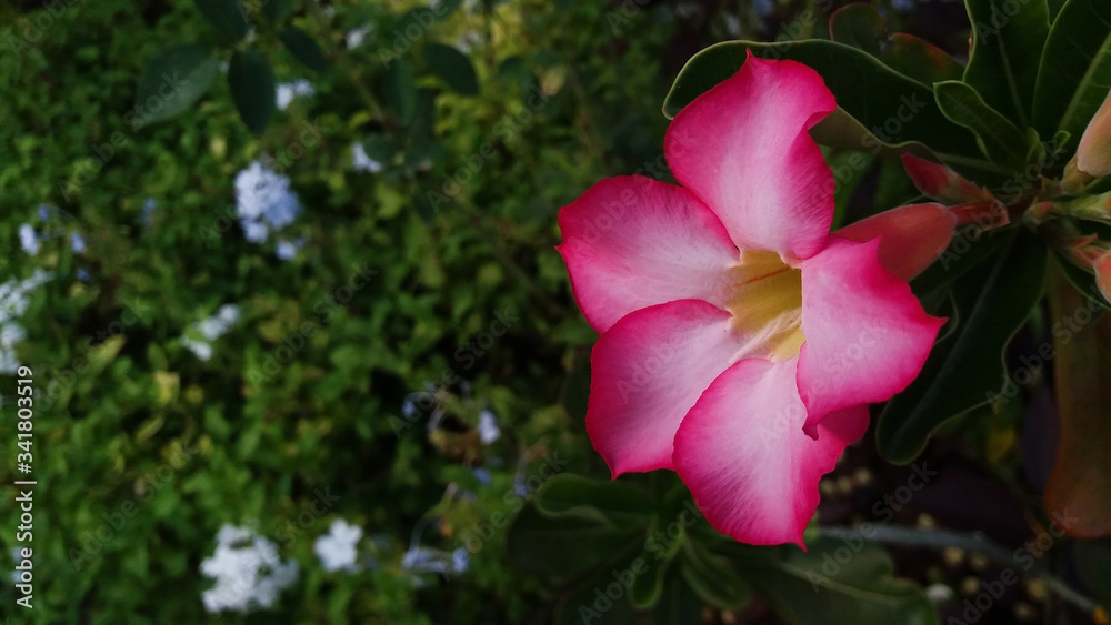 Beautiful, single, desert rose or adenium obesum flower. Flower has pink and white petals and sits against a blurred natural background of green leaves and small blue flowers. Beautiful, single, desert rose or adenium obesum flower. Flower has pink and white petals and sits against a blurred natural background of green leaves and small blue flowers.