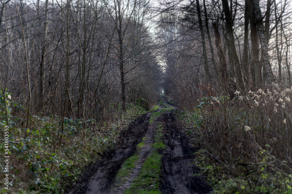 woodland track woodland track