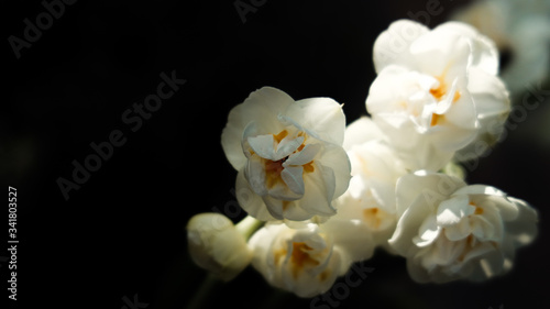 Fotografija white flowers in the garden