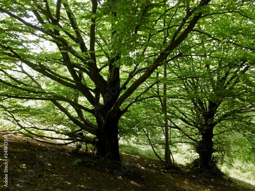 Un bosco di montagna si risveglia in primavera