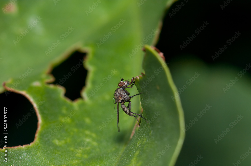 Fototapeta premium Fly Hylemyia latevittata on a leaf. Integral Natural Reserve of Inagua. Tejeda. Gran Canaria. Canary Islands. Spain.