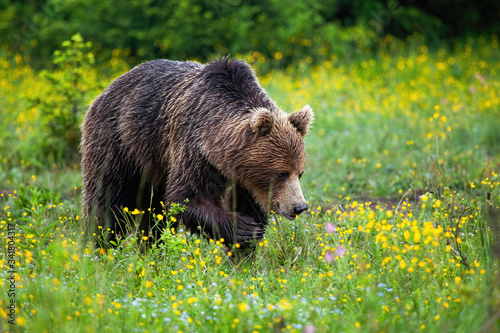 Strong brown bear, ursus arctos, walking and having paw with claws in the air in springtime. Dangerous wild animal approaching on green meadow with flowers in summer from front view.