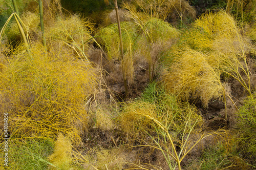 Plants of Ferula linkii in The Nublo Rural Park. Gran Canaria. Canary Islands. Spain. photo