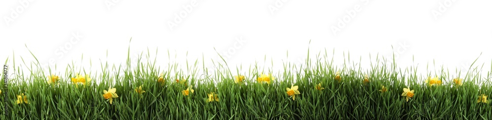 Naklejka Świeża zielona trawa i kwiaty na białym tle, projekt transparentu. Wiosna