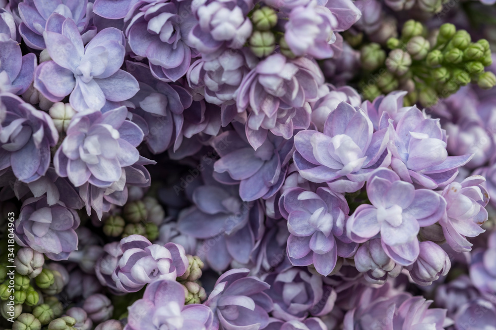 Fresh violet lilac on a wooden table