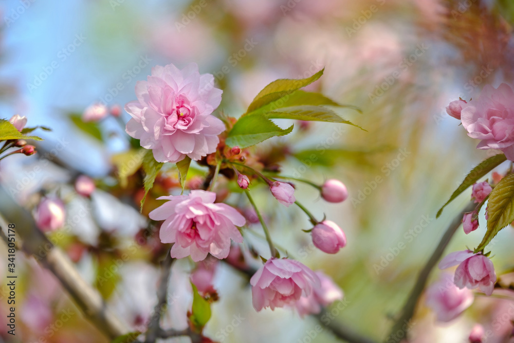 Beautiful tender pink sakura flower with leafs on a tree. Beautiful tender pink sakura flower with leafs on a tree.