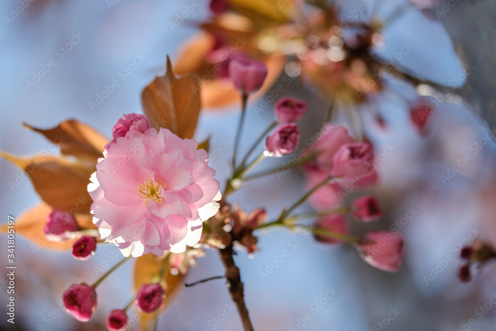Beautiful tender pink sakura flower with leafs on a tree. Beautiful tender pink sakura flower with leafs on a tree.