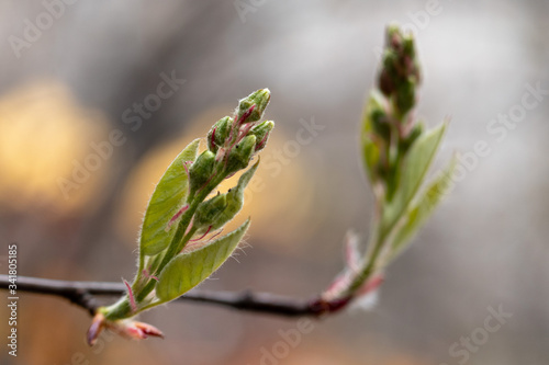 poplar tree buds close-up