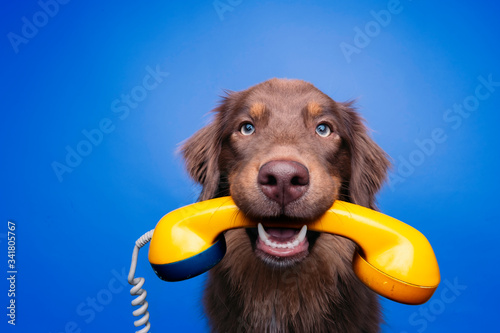 Hund mit analogem Telefonhörer photo