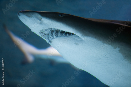 Fish under water. Great white shark  Carharodon Carcharias