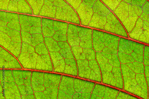 Red veins on green leaf of copperleaf plant (Acalypha wilkesiana), macro