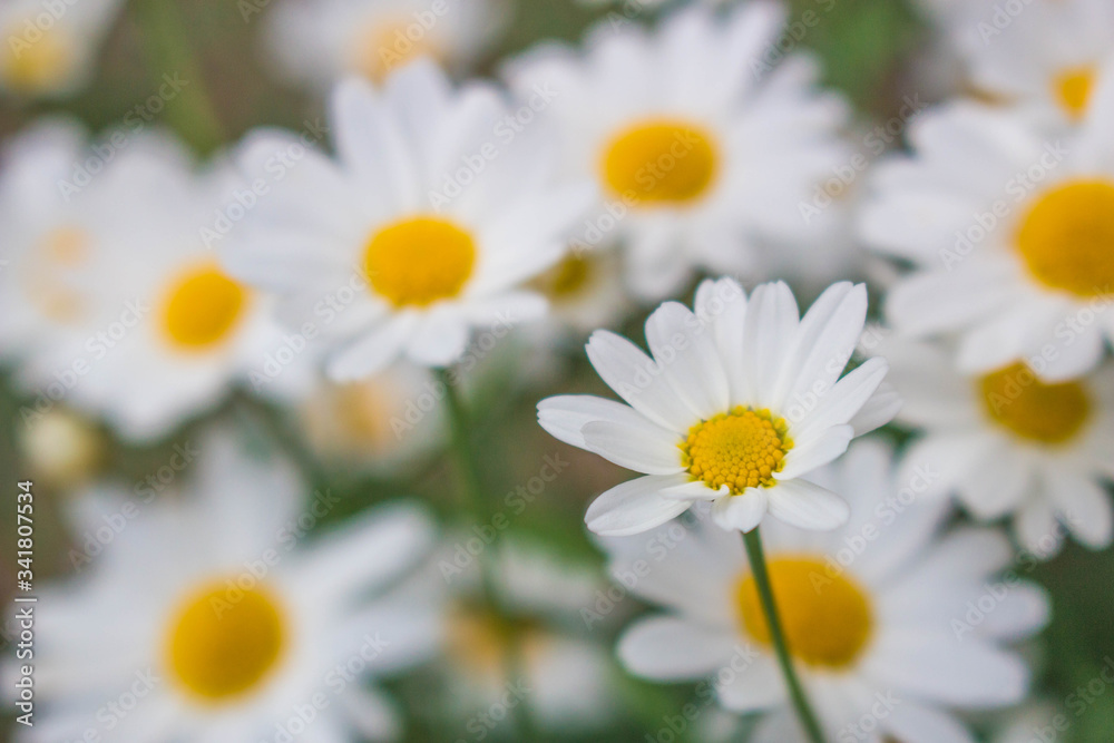 Margeriten Margeriten