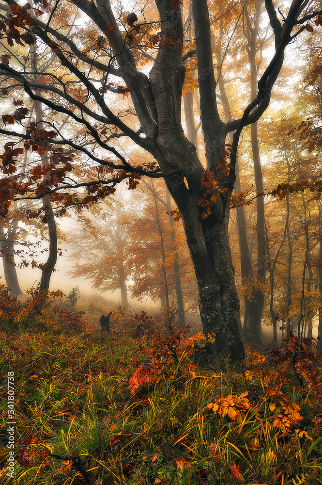 autumn forest. mysterious forest in the Carpathian mountains