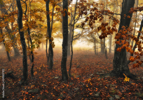 autumn forest. mysterious forest in the Carpathian mountains