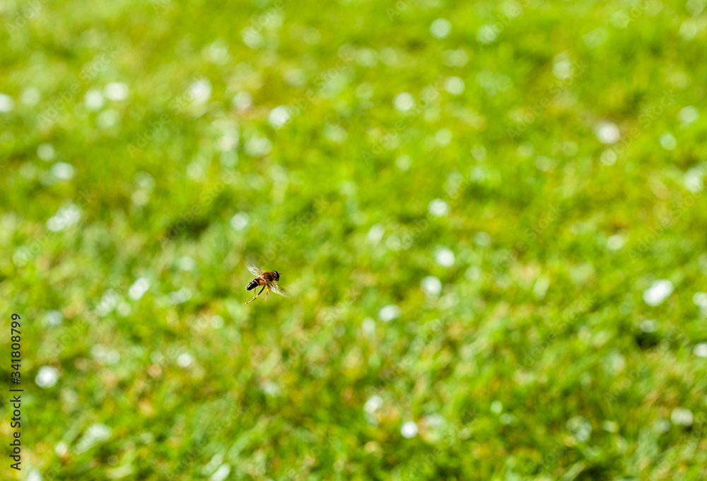 Hoverfly hovering over grass in Spring time Hoverfly hovering over grass in Spring time