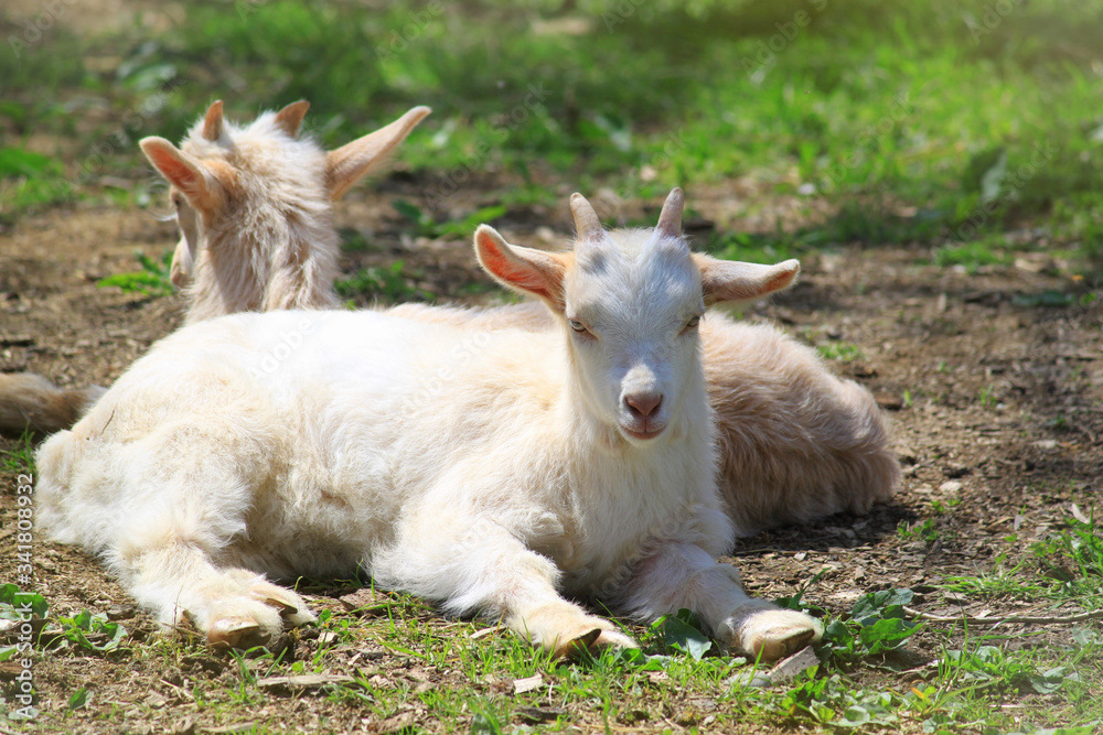 Two goats resting on green grass and looking at the camera. Petting zoo concept. Two goats resting on green grass and looking at the camera. Petting zoo concept.