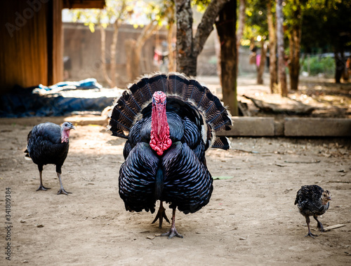 Domestic Turkeys at a farm in Ban Yang village, Laos, Southeast Asia photo