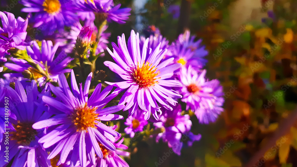 Aster new Belgian with blurred background. Little purple flowers. Autumn bloom. 