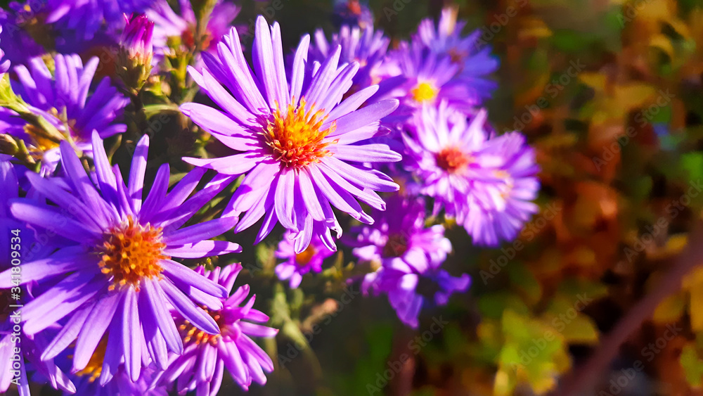 Aster new Belgian with blurred background. Little purple flowers. Autumn bloom. Aster new Belgian with blurred background. Little purple flowers. Autumn bloom.