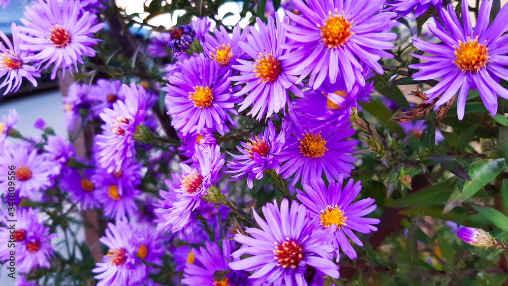 Aster new Belgian with blurred background. Little purple flowers. Autumn bloom. Aster new Belgian with blurred background. Little purple flowers. Autumn bloom.