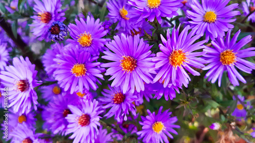 Aster new Belgian with blurred background. Little purple flowers. Autumn bloom. 