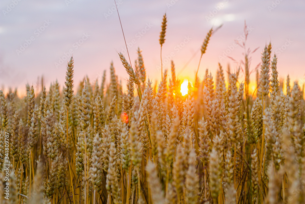 Bright golden wheat field background Bright golden wheat field background