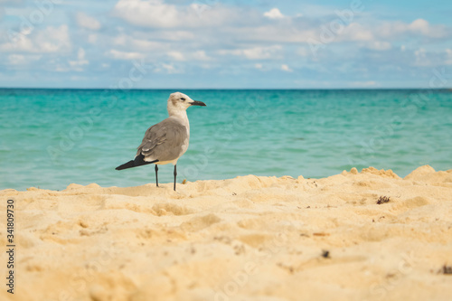 Beautiful seagull standing on the sand © Ciclorama