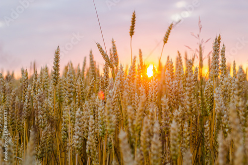 Bright golden wheat field background