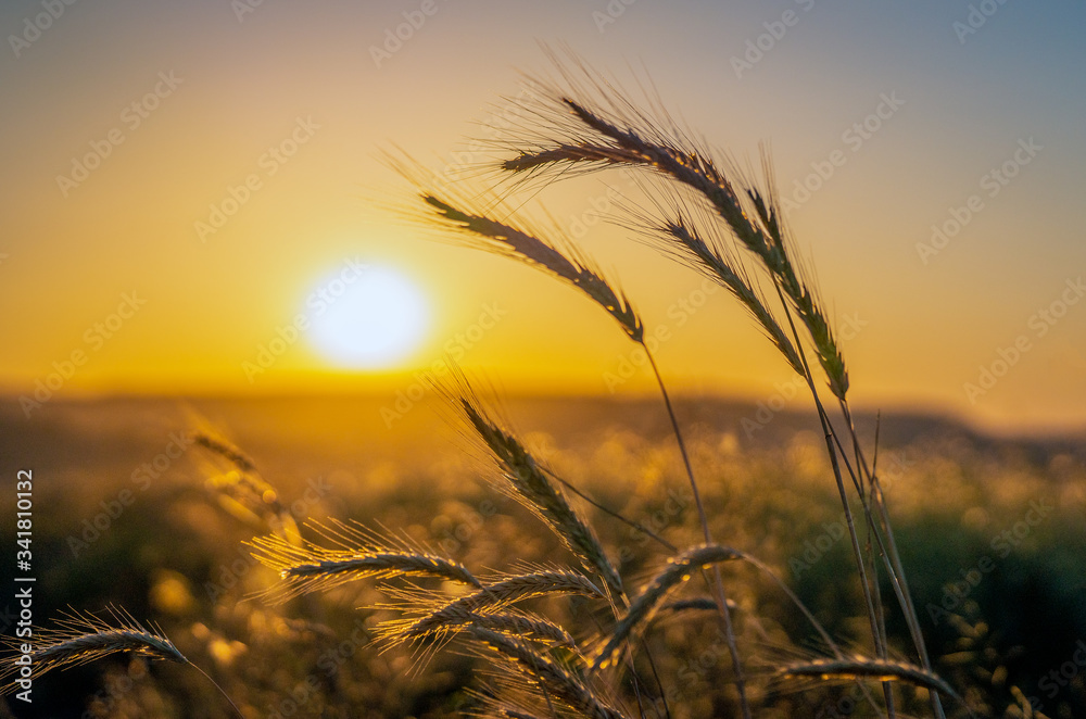 Sunset between wheat spike