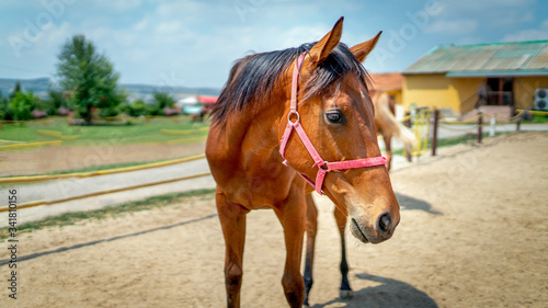 Beautiful horse plying outside on horse farm