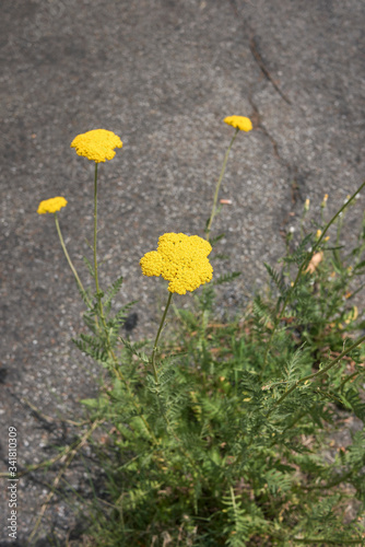 Achillea filipendula