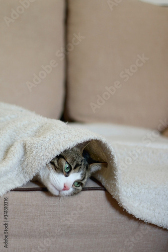 Cute tabby cat hiding under the blanket on a couch. Selective focus.