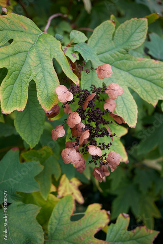 Hydrangea quercifolia