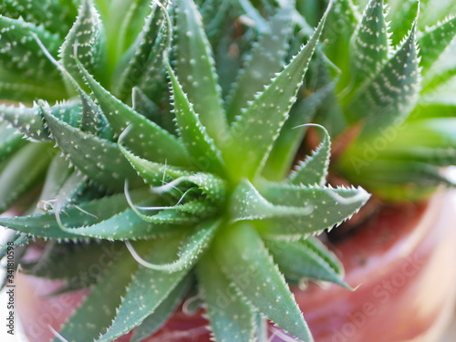 Green succulents plant close-up. green cactus