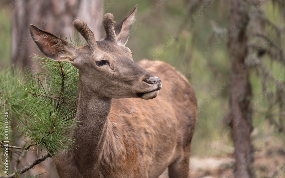 A deer in the forest, listening carefully around