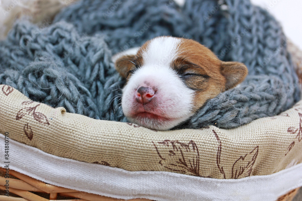head of a little puppy Jack Russell Terrier sleeping in a warm knitted blanket in a large basket on a light background. Easter gift. New life, pet, motherhood. horizontal