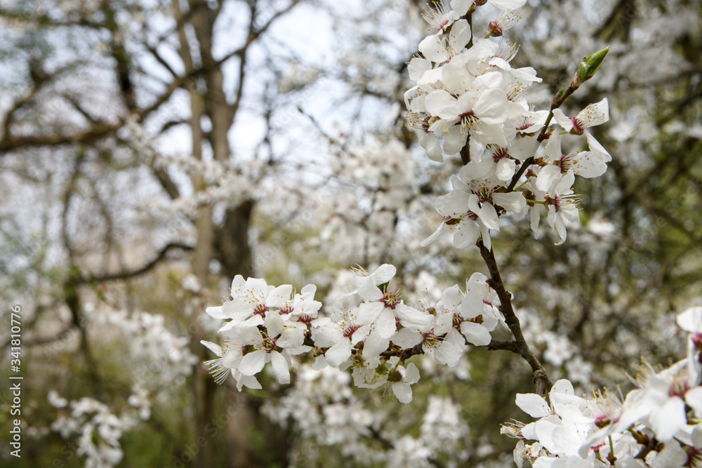 Blooming gardens in spring, blooming spring tree, blooming flowers on trees, spring has come, selective focus, blooming branch on a tree
