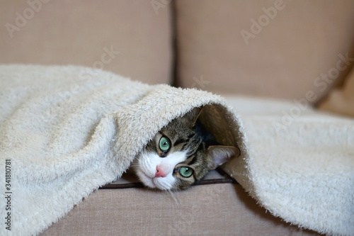 Cute tabby cat hiding under the blanket on a couch. Selective focus. © jelena990