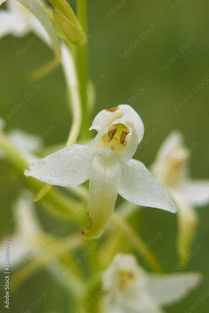 Fototapeta premium Platanthera bifolia