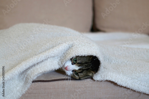 Cute tabby cat hiding under the blanket on a couch. Selective focus. © jelena990