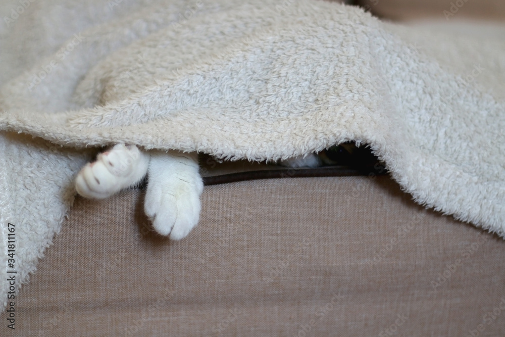 Cute tabby cat hiding under the blanket on a couch. Selective focus