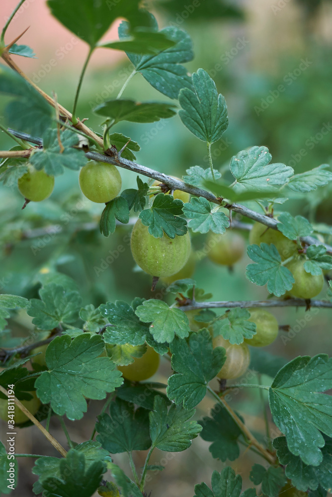 Fototapeta premium Ribes uva crispa