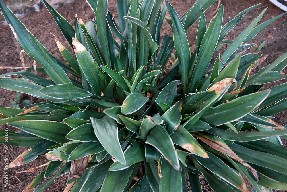 Obraz premium Rohdea japonica